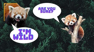 Into the Wild: Discovering the Enchanting World of Wild Red Pandas! 🌿🔴