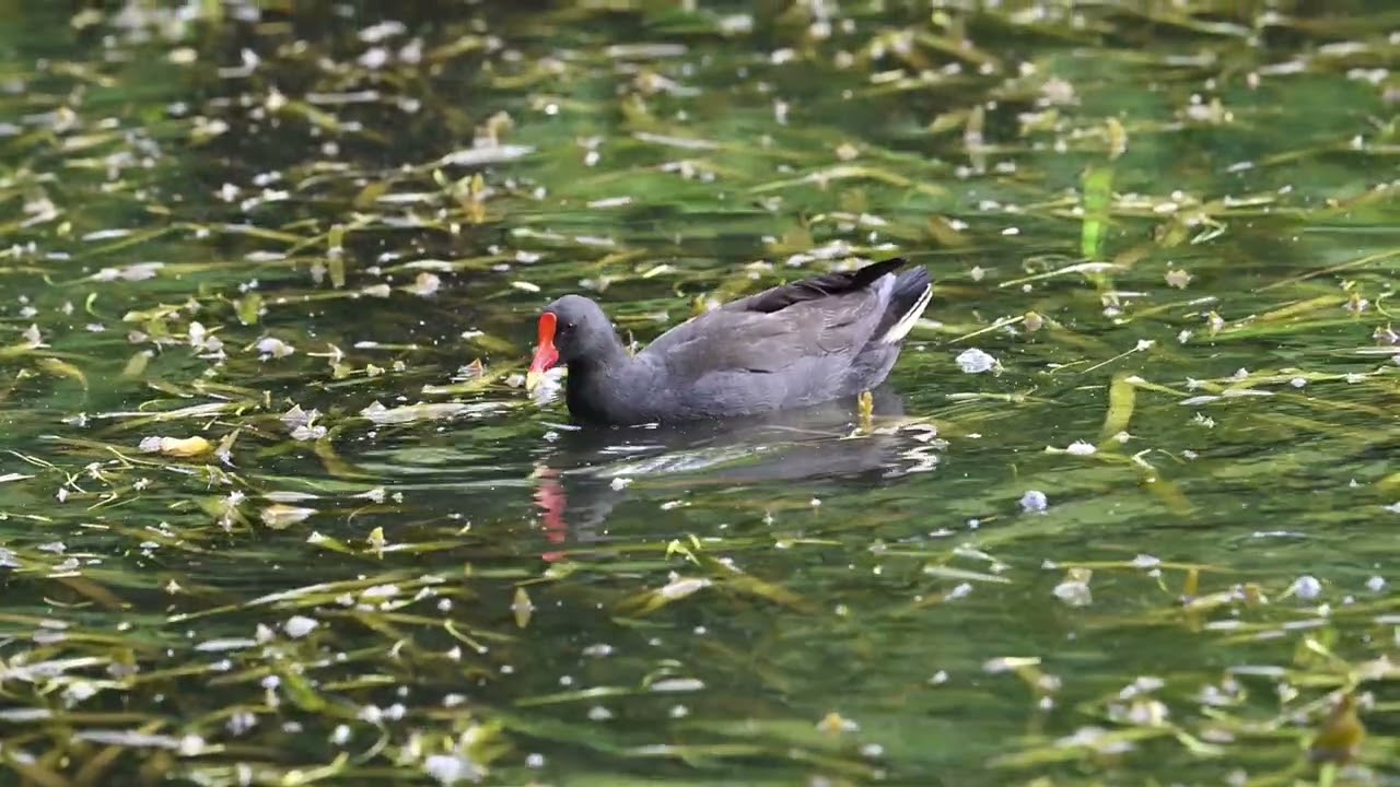2025_01_04 Dusky Moorhen - Melbourne, Australia