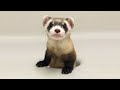 FERRETS Are So Cute And Funny - Ferret Videos