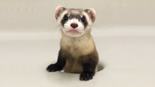 FERRETS Are So Cute And Funny - Ferret Videos by HTH 2,633 views 2 years ago 7 minutes, 24 seconds