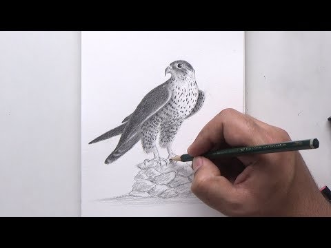 تعلم كيفية رسم الصقر بالرصاص في الوقت الحقيقي