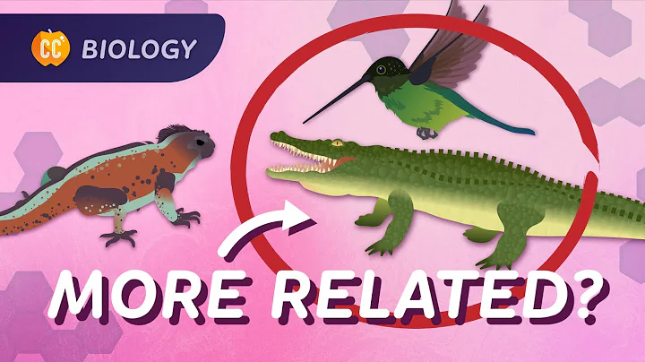 Phylogeny: How We're All Related: Crash Course Biology #17