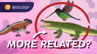 How We're All Related (Phylogeny): Crash Course Biology #17