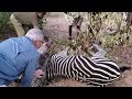 Tourists Release Zebra from Trap