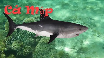 Dạy Bé Tên Các Loại Cá Sống Dưới Biển  Cá Mập, Cá Heo, Cá Voi  Bé Nhanh Biết Nói  5 phut hoc cho Be