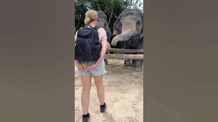 Come on i know you have it 😂❤️🐘 #elephant #keffamily #babyelephant #kef #chimean