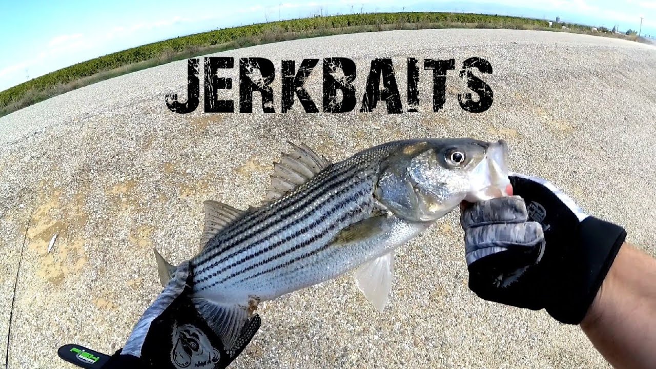 Jerkbaits for Stripers @ The California Aqueduct 2020 