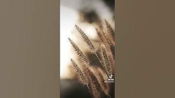 قران كريم يعنى راحه نفسيه هي دقيقة واحدة بس استني اسمعها