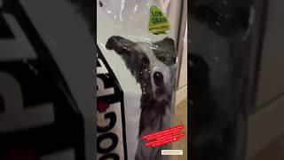 Dogplus Düşük Tahıllı Hipoalerjenik Kuzu Etli Pirinçli Yetişkin Köpek Mamalarımız