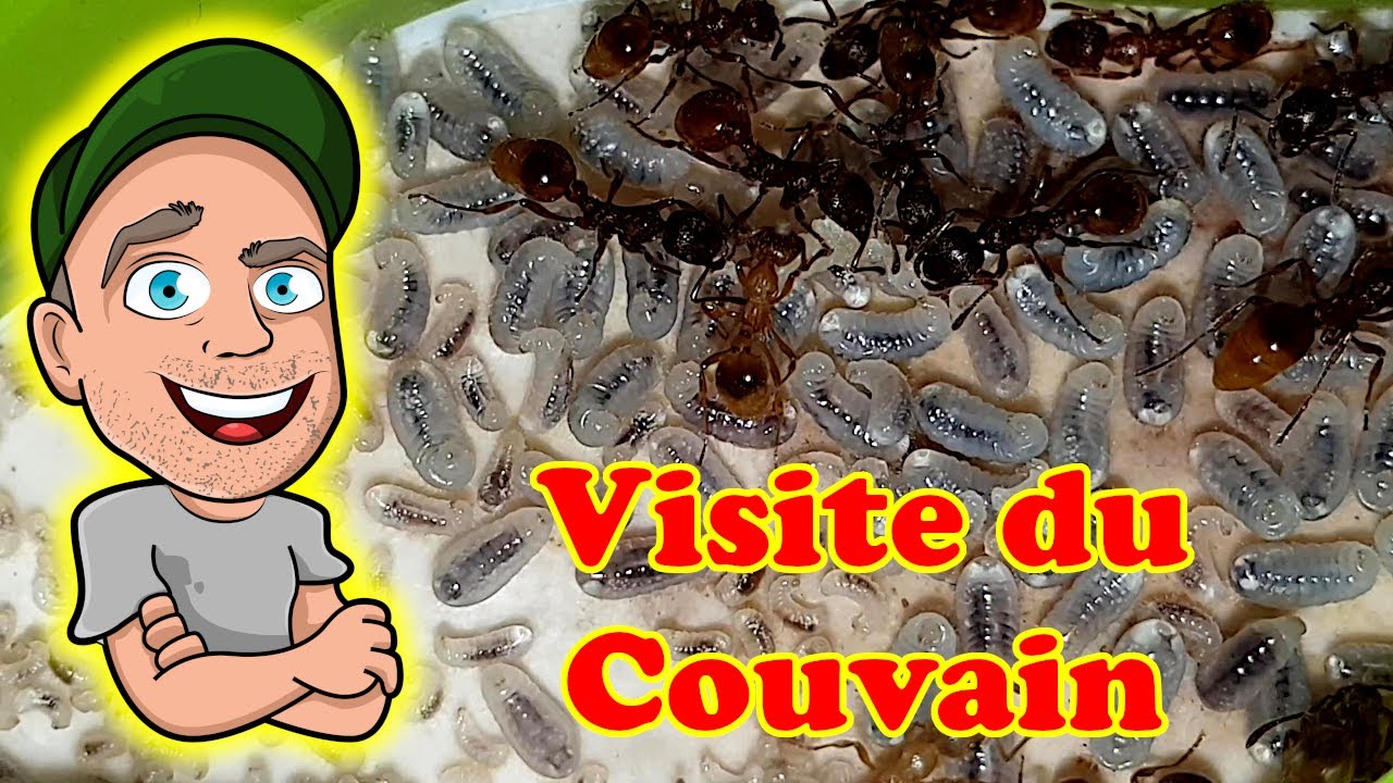 La SPÉCIALE couvain de fourmis !