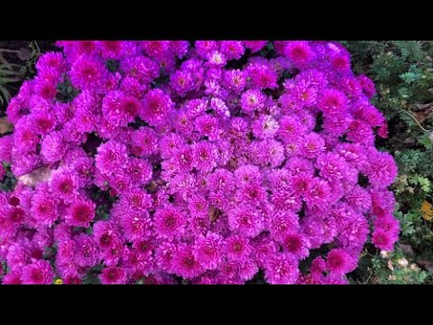 5 причин, почему хризантема мультифлора не сформировала шарообразный куст.