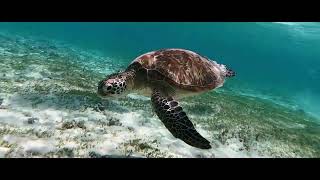 Download Lagu Tanah Airku [CINEMATIC TRAVEL FILM] MP3