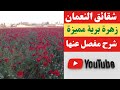 أجمل زهرة برية شقائق النعمان شرح كامل عنها أجمل زهرة برية شقائق النعمان شرح كامل عنها