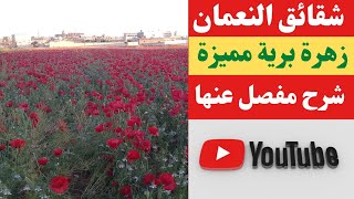 أجمل زهرة برية شقائق النعمان شرح كامل عنها