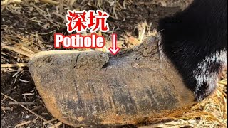 修驴蹄：蹄子之痛！毛驴饱受7年煎熬！艰难度日长卧不吃，老师傅一刀切蹄终于解脱了【河北小辉姐】