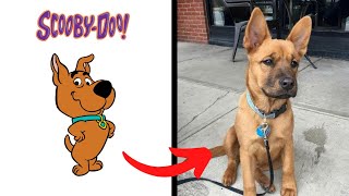 Scooby Doo in Real Life (All Characters)