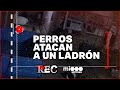 PERROS ATACAN A UN LADRÓN - EL LOCO DEL AIRE COMPRIMIDO - REC