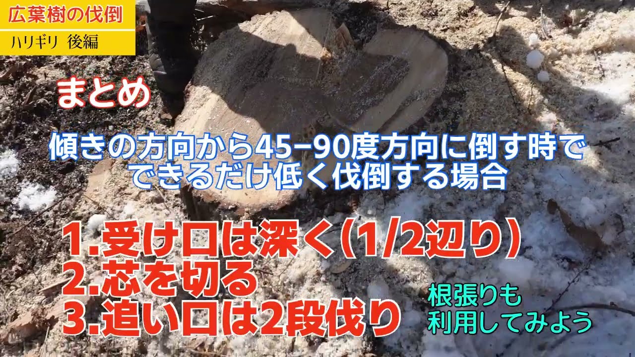 林業技術普及セミナー 広葉樹の伐倒 ハリギリ後編