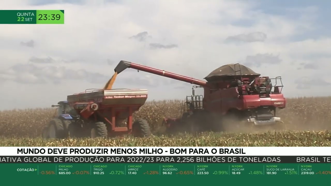Mundo deve produzir menos milho – bom para o Brasil