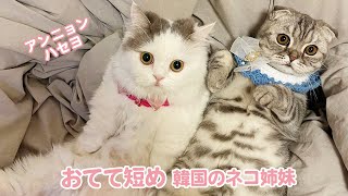 韓国のおてて短めな猫姉妹♪美形のミヌエットに垂れ耳スコの妹ができました！