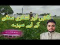 32- Cotton Pink Bollworm Chemical Control | Gulabi Sundi | Lashkari Sundi | How to Control Armyworm