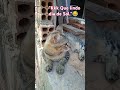 "Gato Fofo: Gente O Que houve Com O Sol?"😂 #shorts #pets #memes