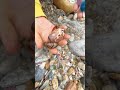 Unveiling the Secrets of the Ocean's Hidden Gems