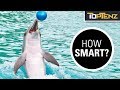 10 Mind Blowing Facts About Dolphin Intelligence