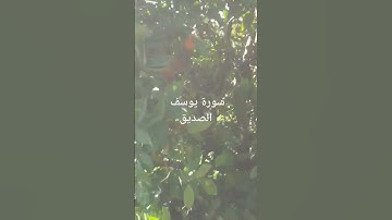 سورة يوسف الصديق