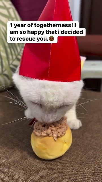 My Rescue Cat Is Celebrating 1 Year With Us cute ytshorts cat my-rescue-cat-is-celebrating-1-year-with-us-cute-ytshorts-cat