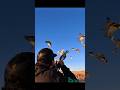 Ducks Overhead 🦆 #duck #hunting #duckhunting #birdhunting #huntingvideo
