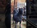 Full Day Goat Farm Activities Vlog 48  #agrobusiness #goat #whitegoat #ajnk100