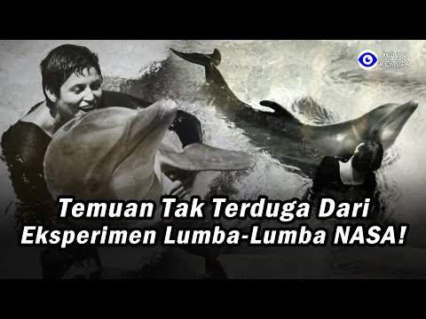 Video: Apakah lumba-lumba memiliki paruh?