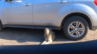 Stray Dog Who Hides from Human Under the Car finally Gets Help