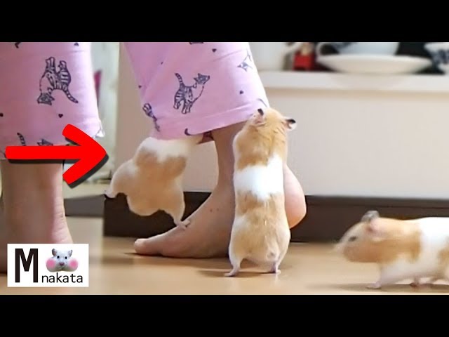 【ハムスター】懐きすぎ!服に入って大暴れ!飼い主大慌ての爆笑ハプニング!おもしろ可愛い癒しA hamster raging hard into the clothes.Owner panicked!