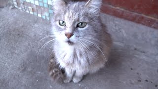 Very cute cat needs attention and so love by Robin Seplut 3,084 views 2 weeks ago 6 minutes, 20 seconds