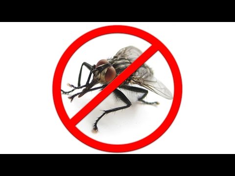 Как избавиться от мух! Самый безобидный способ! How to get rid of the flies!