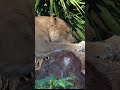 ネイルケア