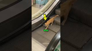 Cats Have Their Own Way