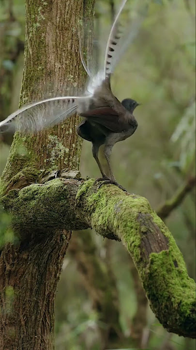 এই পাখি যেকোনো শব্দ নকল করতে পারে - Lyrebird Sound | #birds #shorts