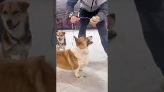 funny corgi by I Love My Dog 9 views 1 year ago 1 minute, 25 seconds