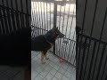POV: dog vs cows