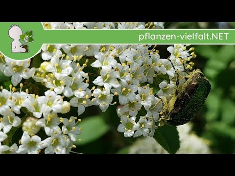 Video: Wie zerstöre ich Viburnum Beetle UK?