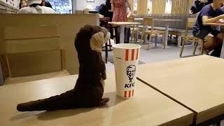 Otter Marlenka: lautes Otten bei KFC Leipzig Hbf