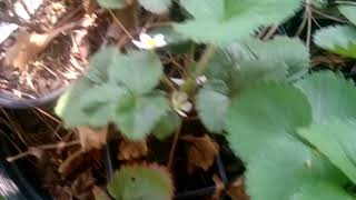 What strawberry flowers look like