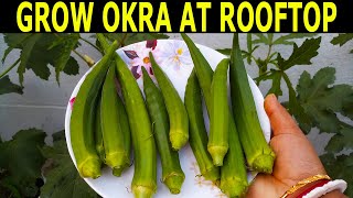 Grow Okra/Lady Finger from seeds at rooftop garden | 200 days update | Banani's Garden