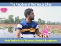 The Beauty of Satla Beel (Beel of Red Lilies) | বরিশালের লাল শাপলার বিল | লাল শাপলার স্বর্গরাজ্যে
