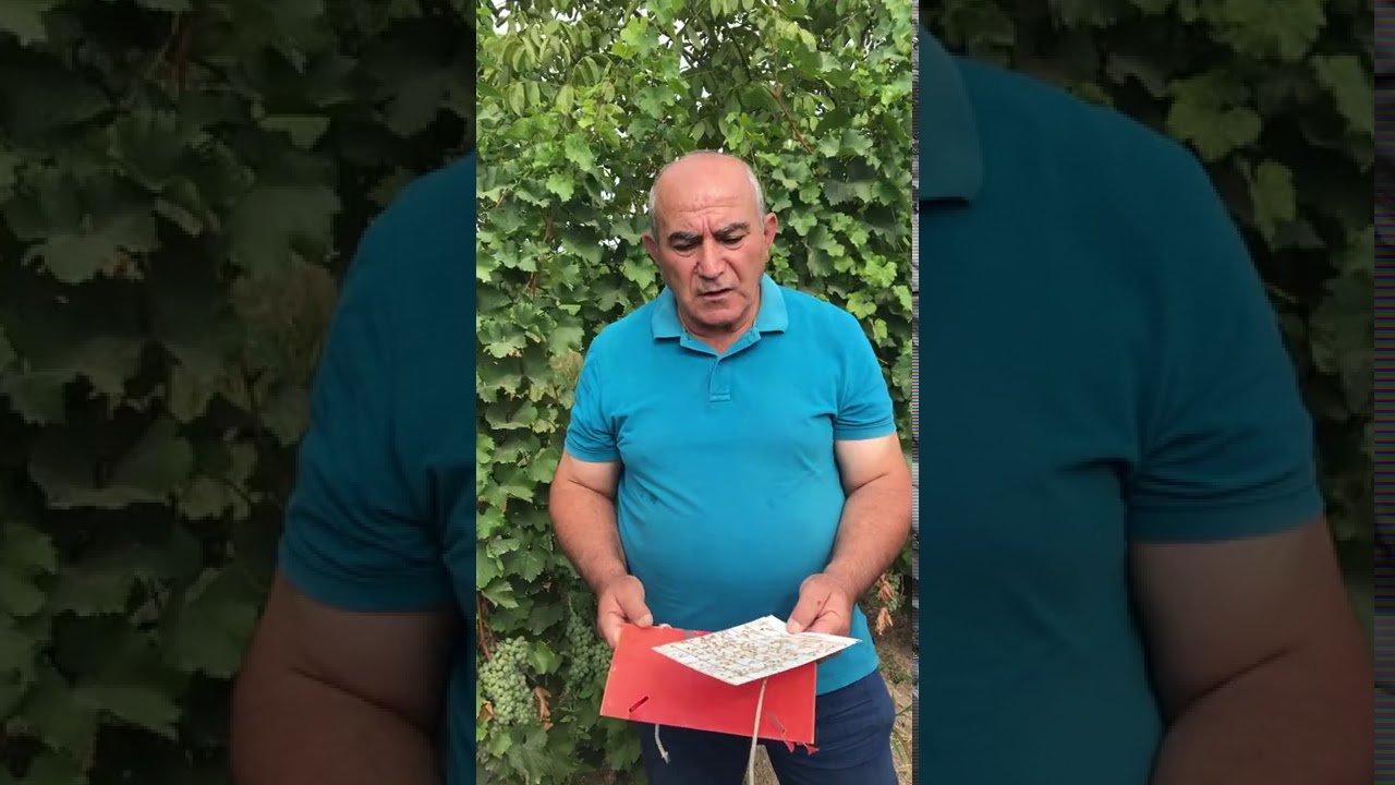 Խաղողի ողկուզակեր 3-րդ սերնդի դեմ պայքարի միջոցառումները