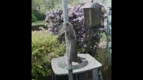 Squirrel vs. A birdfeeder