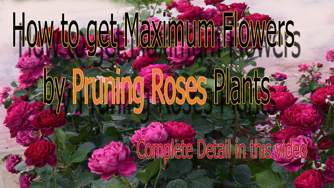 How to Get More Roses by Pruning Roses Plants Urdu/Hindi YouTube